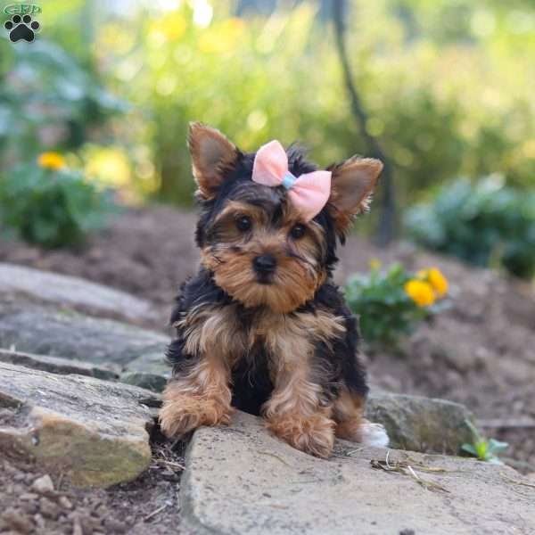 Iris, Yorkie Puppy